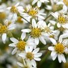 flat topped aster