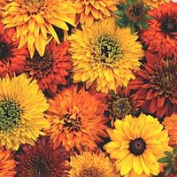 Rudbeckia Moroccan Sunset 30 plugs + 12 free