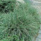 moor grass