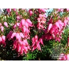 HEATHERS Erica carnea 'Eva' 