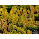 HEATHERS Erica carnea 'Foxhollow' 