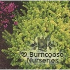 HEATHERS Erica carnea 'Golden Starlet' 
