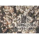 HEATHERS Erica carnea 'Isabell' 