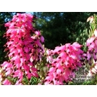 HEATHERS Erica carnea 'Myretoun Ruby' 