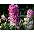 HEATHERS Erica carnea 'Pink Spangles' 