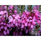HEATHERS Erica carnea 'Rosantha' 