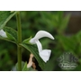 SALVIA patens 'White Trophy' 