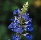 bog sage