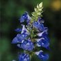 bog sage