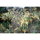 BUDDLEJA madagascariensis