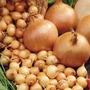 Onion Stuttgarter Giant
