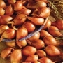 Shallot Longor