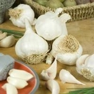 Garlic Arno
