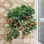Strawberry Hanging Basket Kit