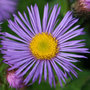 fleabane (Syn Darkest of All)