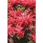 Monarda didyma (Bergamot) Earl Grey x 5 young plants