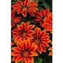 Gazania Kiss Flame 66 plants