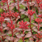 ice plant
