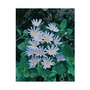 Felicia Blue (Marguerite Daisy)
