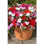 Impatiens Busy Lizzie Mixed 100 plants + 32 FREE