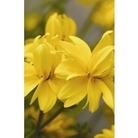 Bidens Yellow Hanging Basket x 5 plants