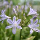 African lily