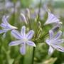 African lily
