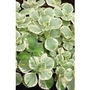 Scaredy Dog - Variegated Coleus x 5 plants