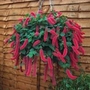 Acalypha Cats Tail