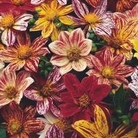 Dahlia Firework