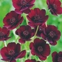 Cosmos Atrosanguineus (Chocolate Cosmos)