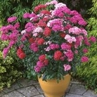 Dianthus Amazon mix
