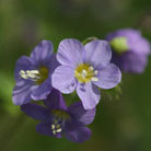 Jacobs ladder