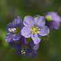 Jacobs ladder