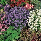 Myosotis Sylva Mixed Seeds Average Seeds 120