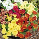 Mimulus Big Boy F1 Average Seeds 85
