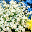 Myosotis Lambkin Average Seeds 400