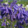 granny's bonnet