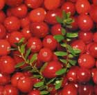 American cranberry