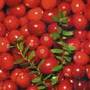 American cranberry
