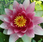 water lily