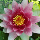 water lily