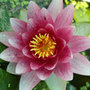 water lily