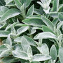 lamb's ears