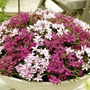 Rhodohypoxis Schaal Mix Plants