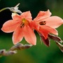 Dierama Igneum Plants