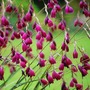 Dierama Plant Collection
