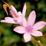 Dierama Erectum Plants