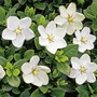 Gardenia Kleims Hardy Plant