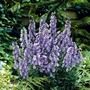 Aconitum Stainless Steel Plants